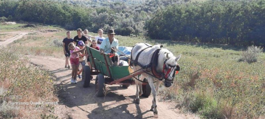 Amintiri din pădurea de stejar