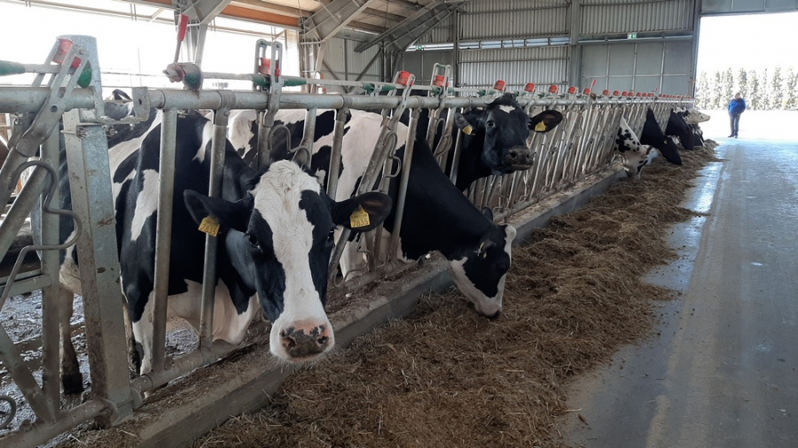 Prețul laptelui, cu 300-400 la sută mai mare în raft față de poarta fermei