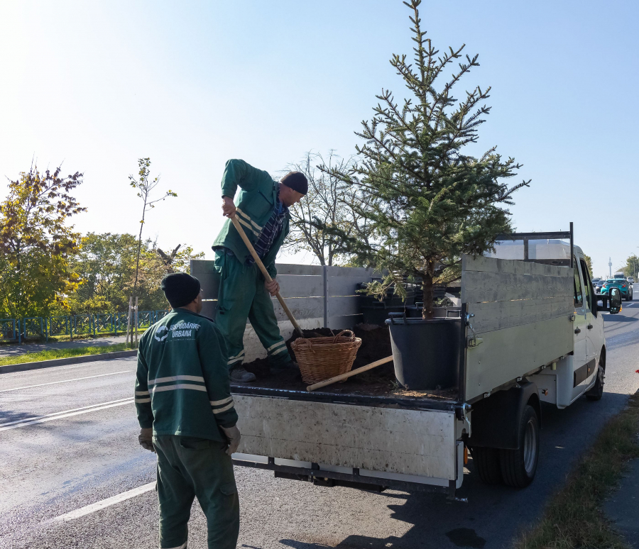 O mie de copaci ar trebui să prindă rădăcini