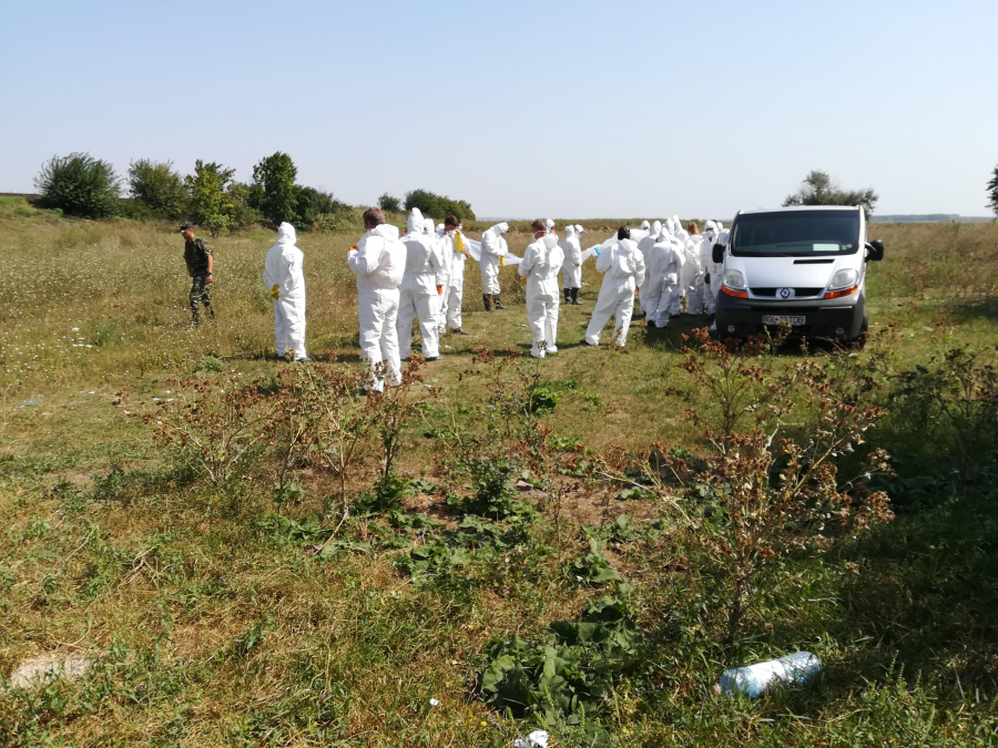 Confirmare de laborator. La Suceveni, mistreţi decedaţi din cauza pestei porcine