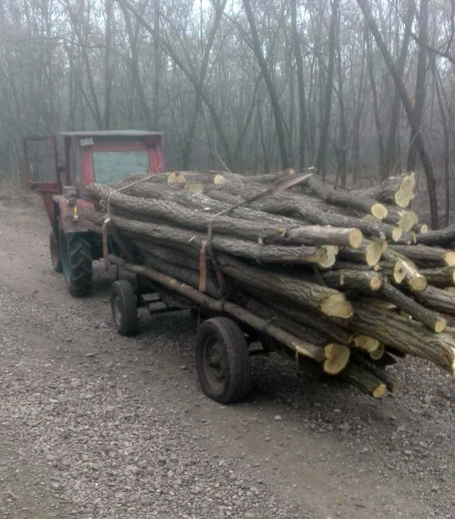 Contre între instituţii pentru o căruţă de lemne. Cum se exploatează legal pădurile statului?