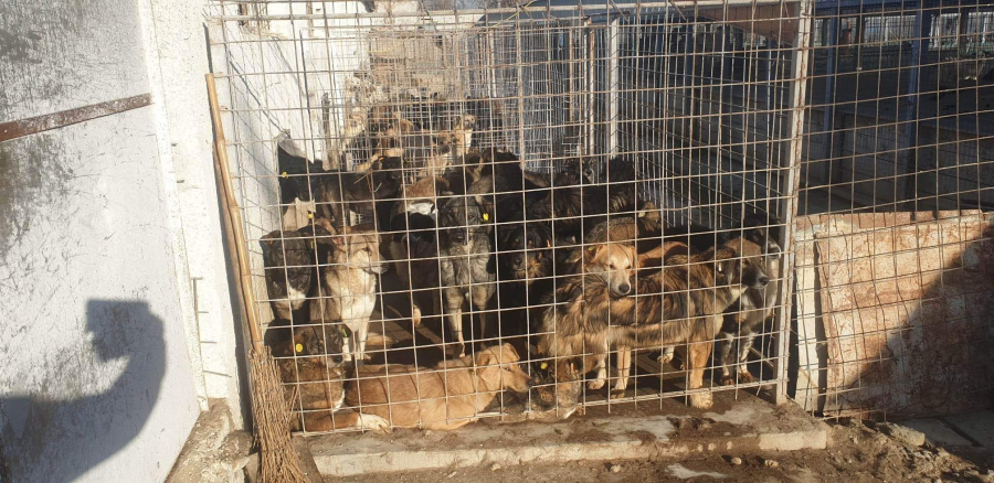 Ce spune Primăria despre acuzațiile care i se aduc Ecosal: Câți câini sunt cazați în padocul orașului