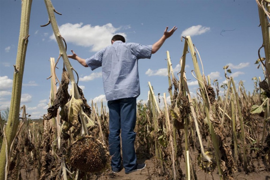 Vijeliile spulberă speranţele fermierilor: Aproape 1.200 de hectare de culturi afectate