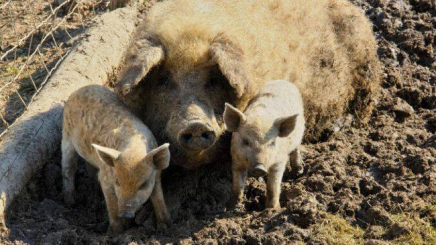 Susținere pentru crescătorii de porci Bazna și Mangalița