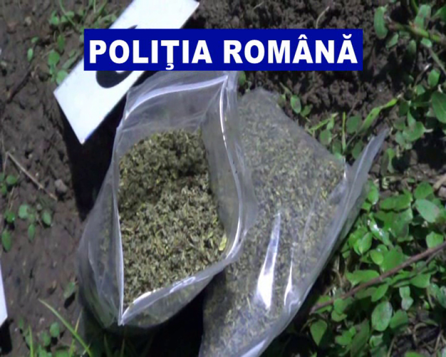 A crescut numărul consumatorilor de etnobotanice