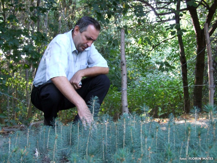 Pepinieră de molizi la Grădina Botanică