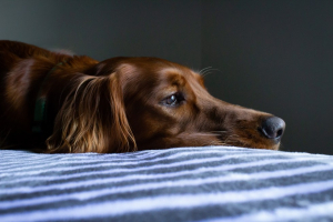 Cum depistăm și cum tratăm depresia la câini