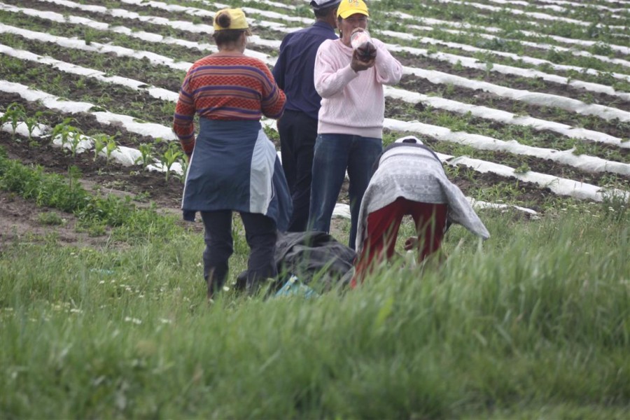 Pălmaşii” gălăţeni, 165 de ani în munca de ocazie! 