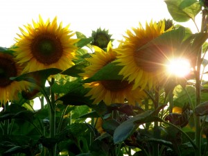 Peste 50.000 de hectare de floarea soarelui sunt cultivate în acest an în județul Galați