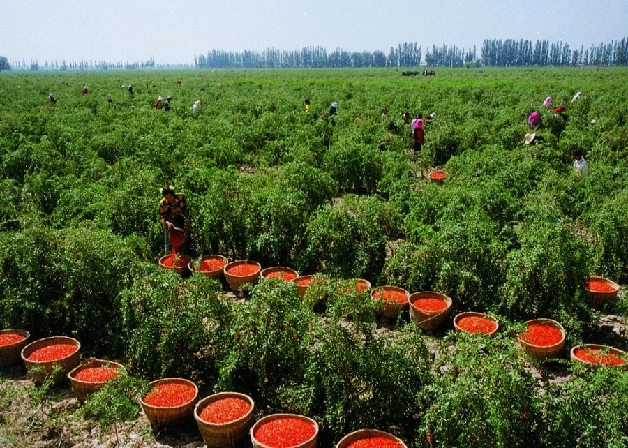 Alimentele exotice şi efectele lor asupra sanatăţii