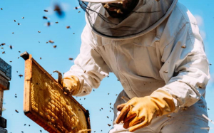 Plăți compensatorii în sectorul apicol