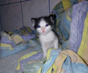 ADOPTĂ UN SUFLET. Simba motanul, în căutarea unei case primitoare