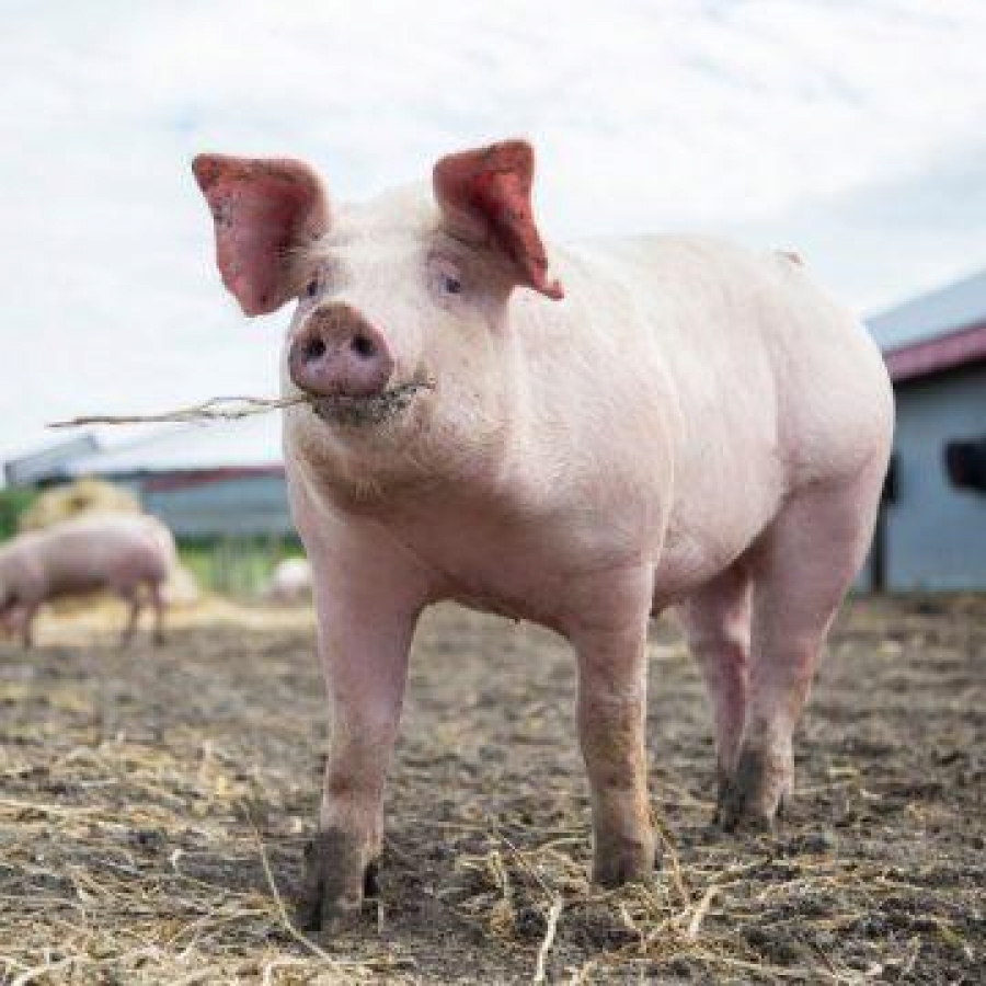 Maximum cinci porci într-o gospodărie