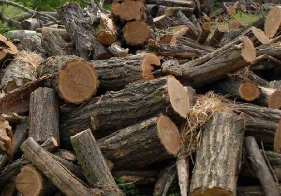 Primăria primeşte cereri pentru lemne de foc
