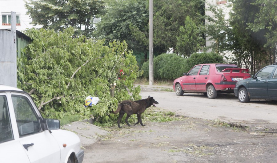 Veşnica PROBLEMĂ din zona Spitalului Judeţean: CÂINII bagă SPAIMA în trecători