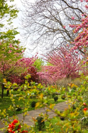 Proiect cu implicare comunitară, la Grădina Botanică din Galați