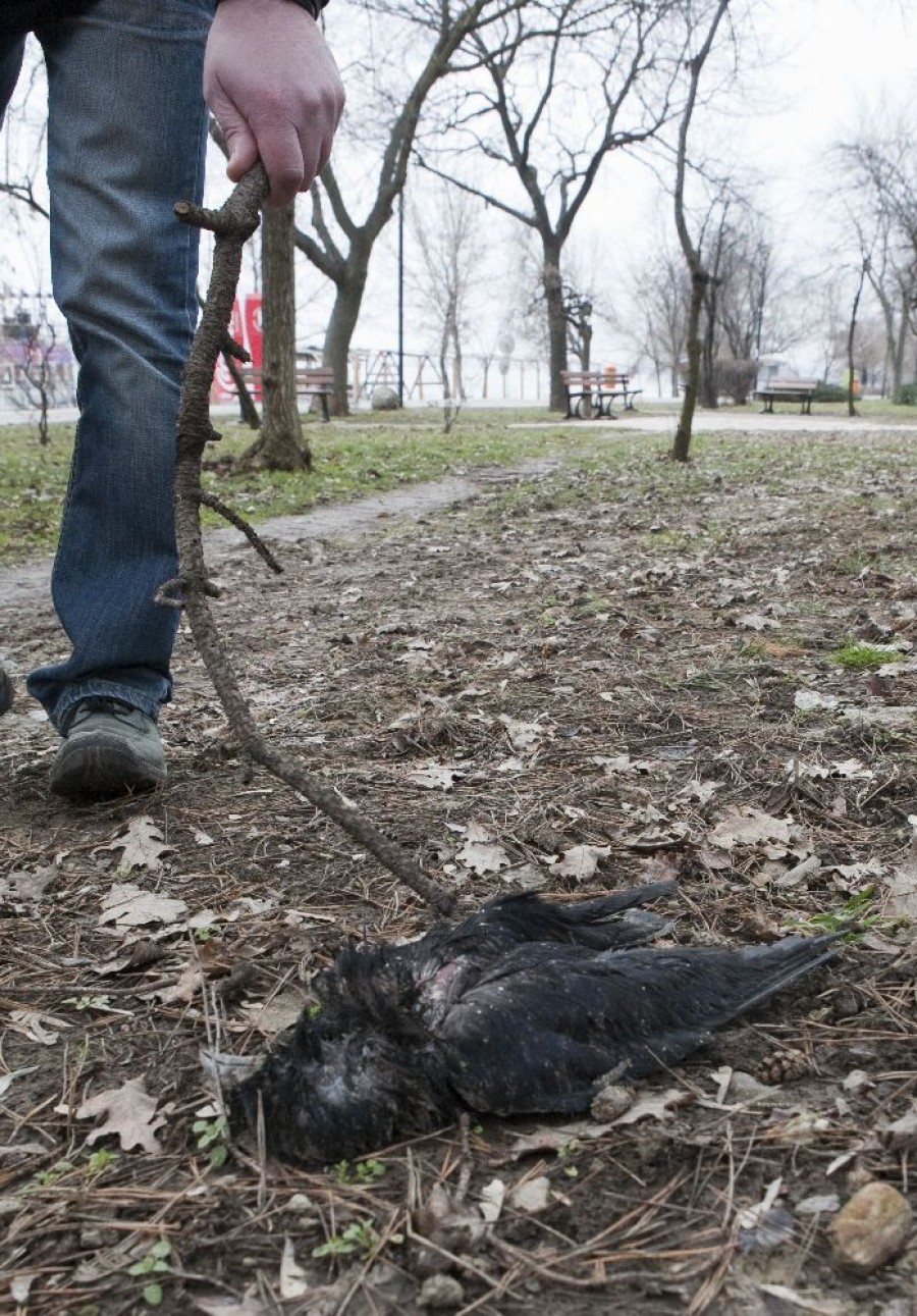 Fenomen ciudat: Faleza Dunării şi Mazepa, pline de ciori moarte