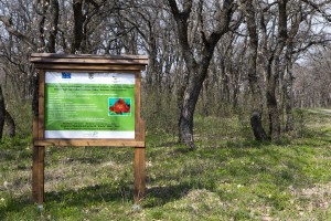 FOTO/ Aria naturală Breana Roşcani: Pădure pusă în pericol de Sărbătoarea Bujorului