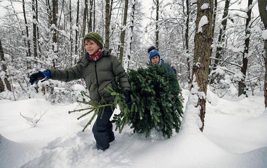 Cât vom plăti în acest an pentru brazii crescuți în România