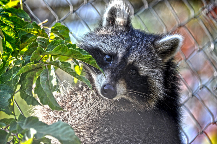 Cea mai nouă atracţie a Grădinii Zoologice din Galaţi