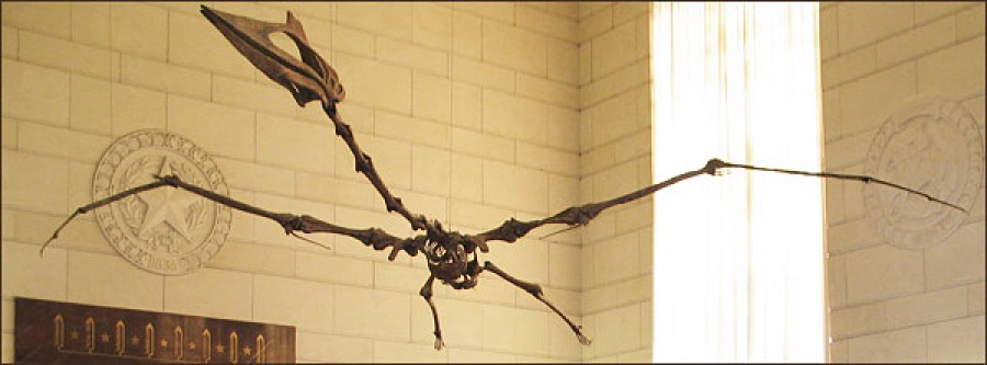 Oase din cel mai mare Pterozaur din lume, descoperit în România, au fost expuse la New York