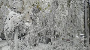 Primul episod sever de iarnă a lovit cu furie Galațiul. Drumuri blocate, copaci căzuţi, pene de curent și școli închise (FOTO și VIDEO)