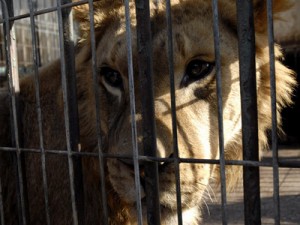 Adolescentă de 15 ani din SUA, muşcată de o leoaică de la Grădina Zoologică din Rădăuţi