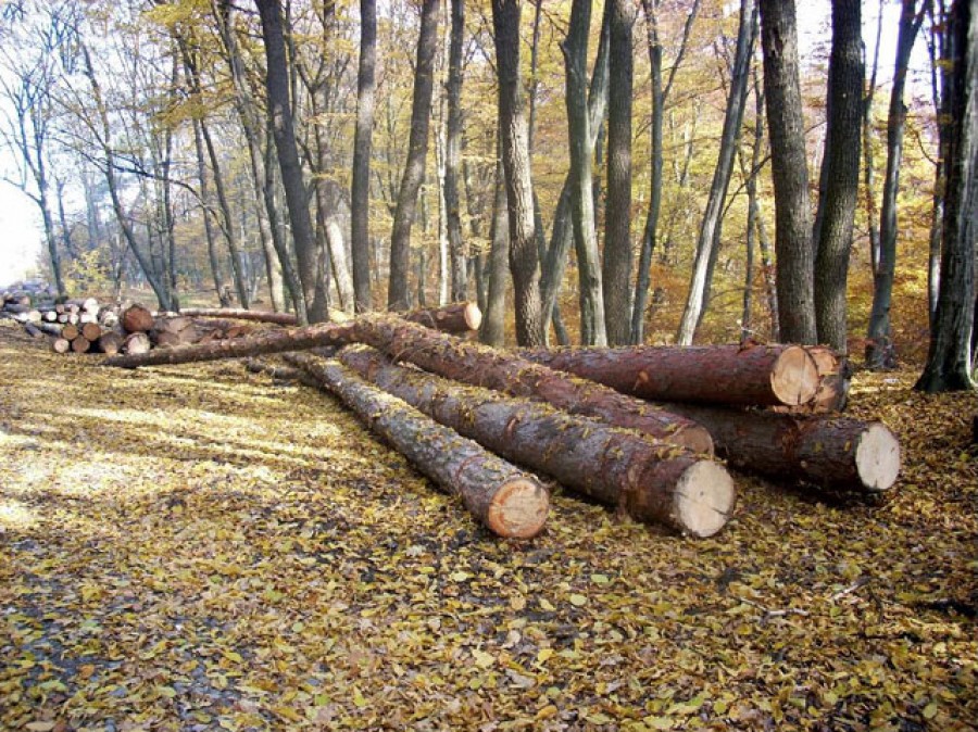 Pădure rasă de pe faţa pământului la Bereşti
