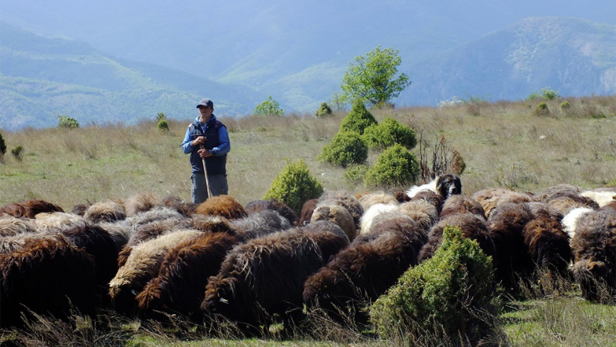 Bulgaria și-a făcut academie pentru ciobani
