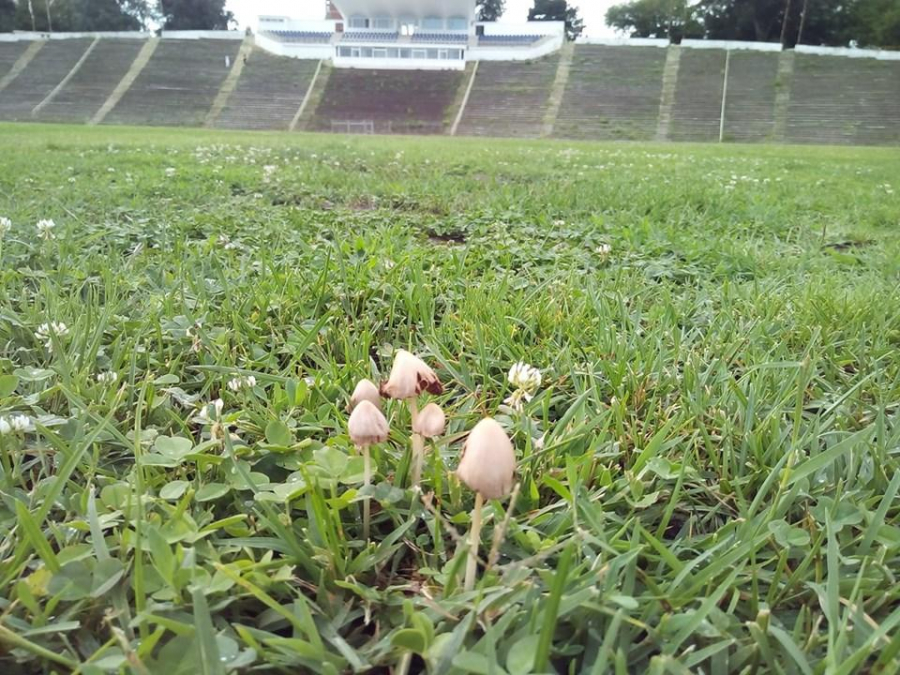 Stadionul ”Dunărea” poate fi omologat pentru Liga a III-a (FOTO)