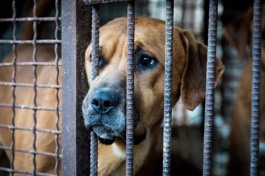 Comerțul cu carne de câine, interzis în Coreea de Sud
