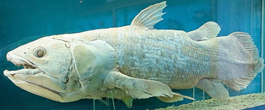 Descoperă CELACANTUL - peştele cu „picioare”