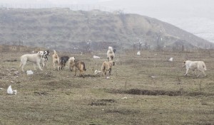 IMAGINI ȘOCANTE/ Maidanezii au sfâşiat sute de animale dintr-o fermă de lângă Galaţi (GALERIE FOTO)