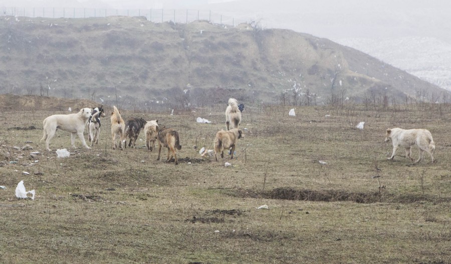IMAGINI ȘOCANTE/ Maidanezii au sfâşiat sute de animale dintr-o fermă de lângă Galaţi (GALERIE FOTO)