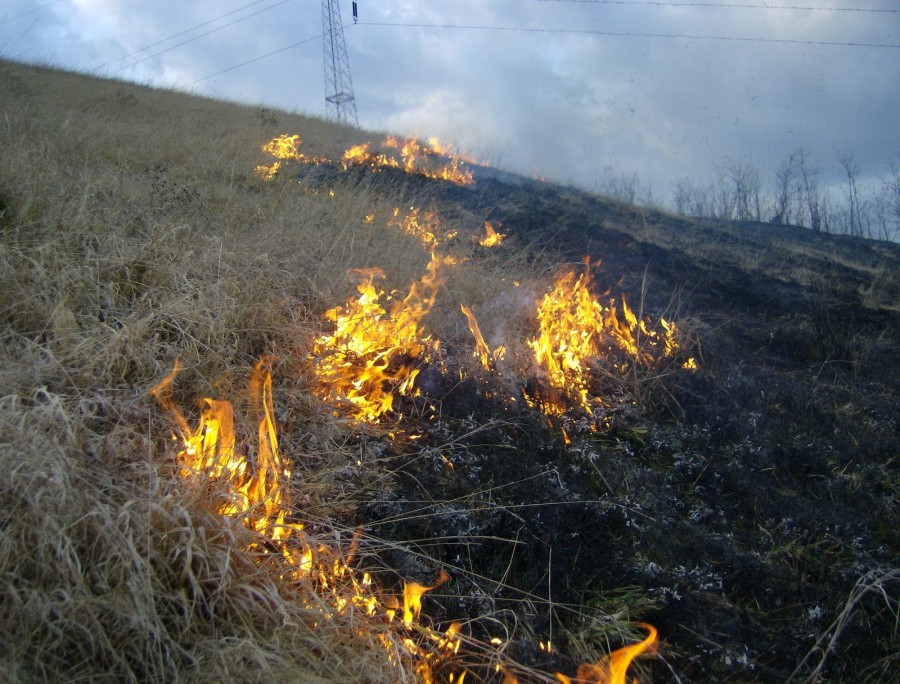 La Lieşti şi Şerbeştii Noi, incendii de vegetaţie pe 2,5 hectare
