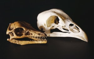 Păsările primitive aveau dinţi | Când şi de ce şi-au pierdut păsările dentiţia?