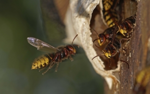 Un bătrân înţepat de viespe a intrat în şoc anafilactic