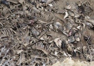 Bombă biologică. Sute de resturi de cadavre de cai au fost aruncate la marginea oraşului