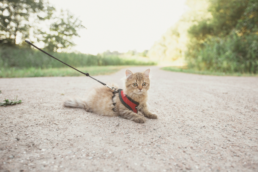 Cum alegem un ham pentru pisici. Şcoala iubitorilor de animale