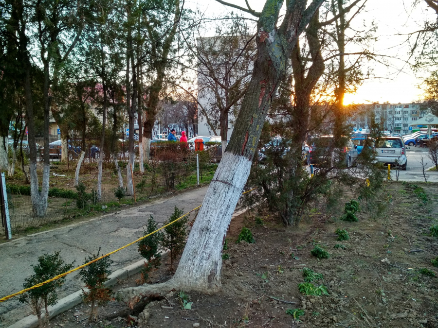 Intervenție de urgență la copacii periculoşi, după sesizarea „Vieţii libere”