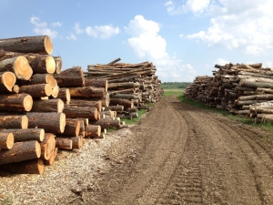 Pădurea NEPĂZITĂ devine lemn de foc. STATISTICĂ ÎNGRIJORĂTOARE privind fondul forestier gălăţean