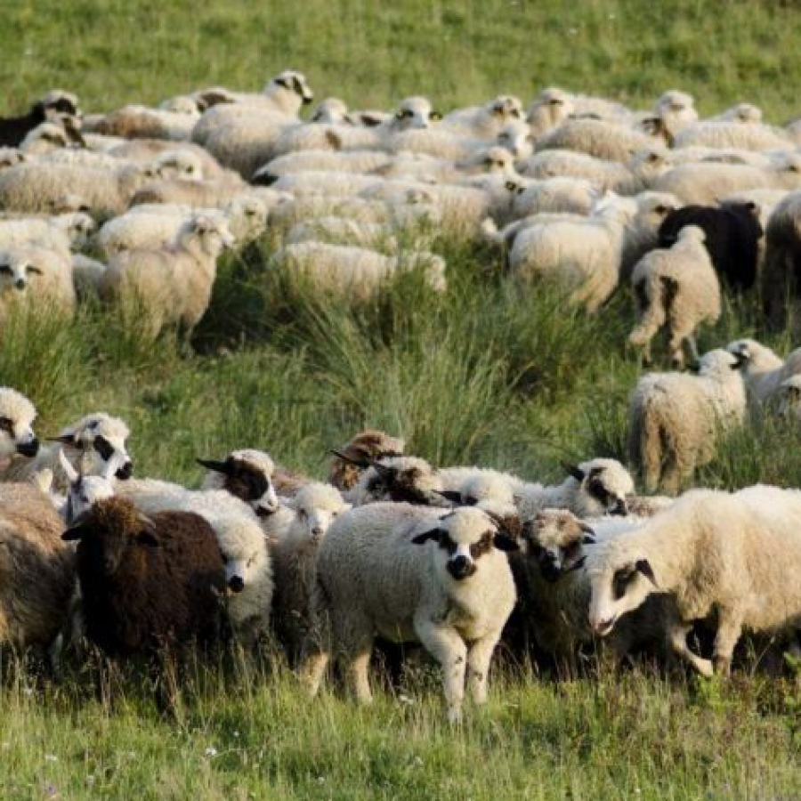 Ce au făcut doi ciobani cu oile din stână, drept RĂZBUNARE