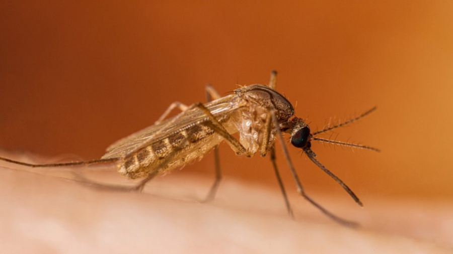 Al doilea caz de meningoencefalită West Nile la Galați