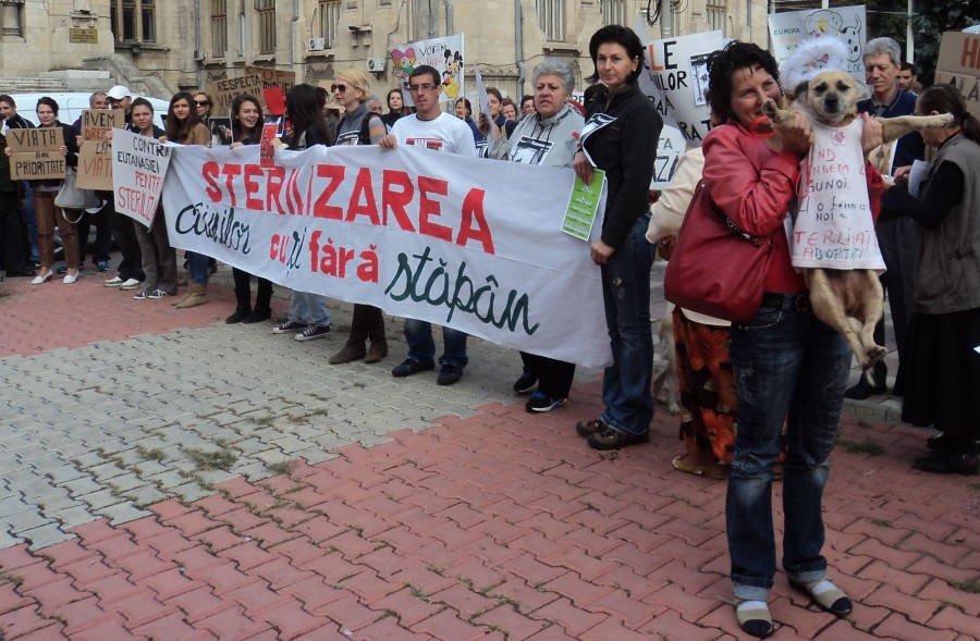 Incidente la protestul iubitorilor de maidanezi / Asociaţia "Ajutaţi-l pe Lăbuş" spune "Nu" eutanasierii