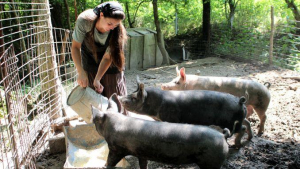 Ţăranii pot creşte cel mult cinci porci fără chitanţă