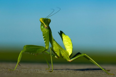 European Mantis Religiosa