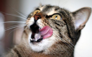 ȘCOALA IUBITORILOR DE ANIMALE | De ce miaună pisica, deranjând vecinii?
