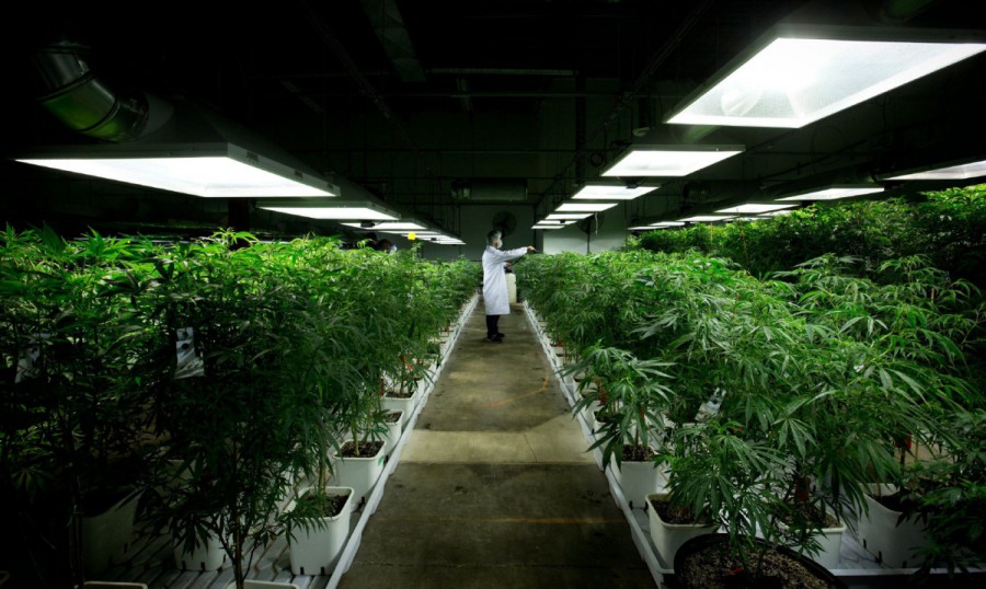 Ce spune ştiinţa despre marijuana