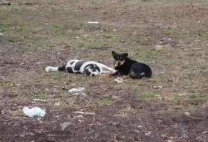 Gălăţeni AMENDAŢI/ CÂINI adoptaţi de la Ecosal, abandonaţi de stăpâni
