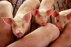 La o fermă din Timiș s-a reușit izolarea virusului pestei porcine